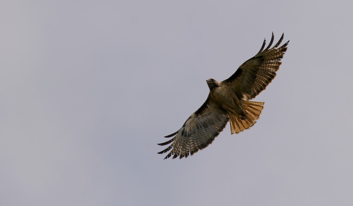 Red-tailed Hawk - ML621114610