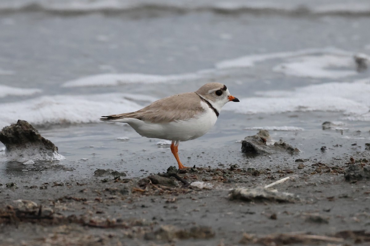 Piping Plover - ML621114620