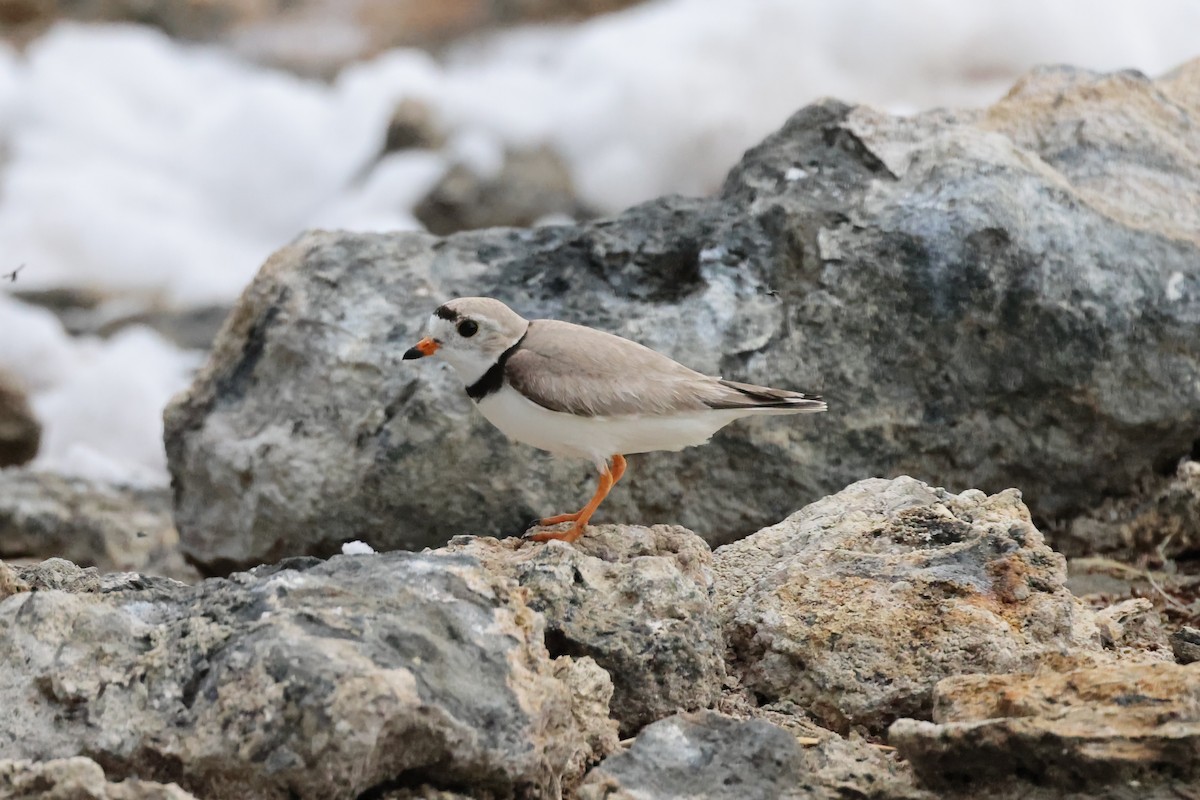 Piping Plover - ML621114628