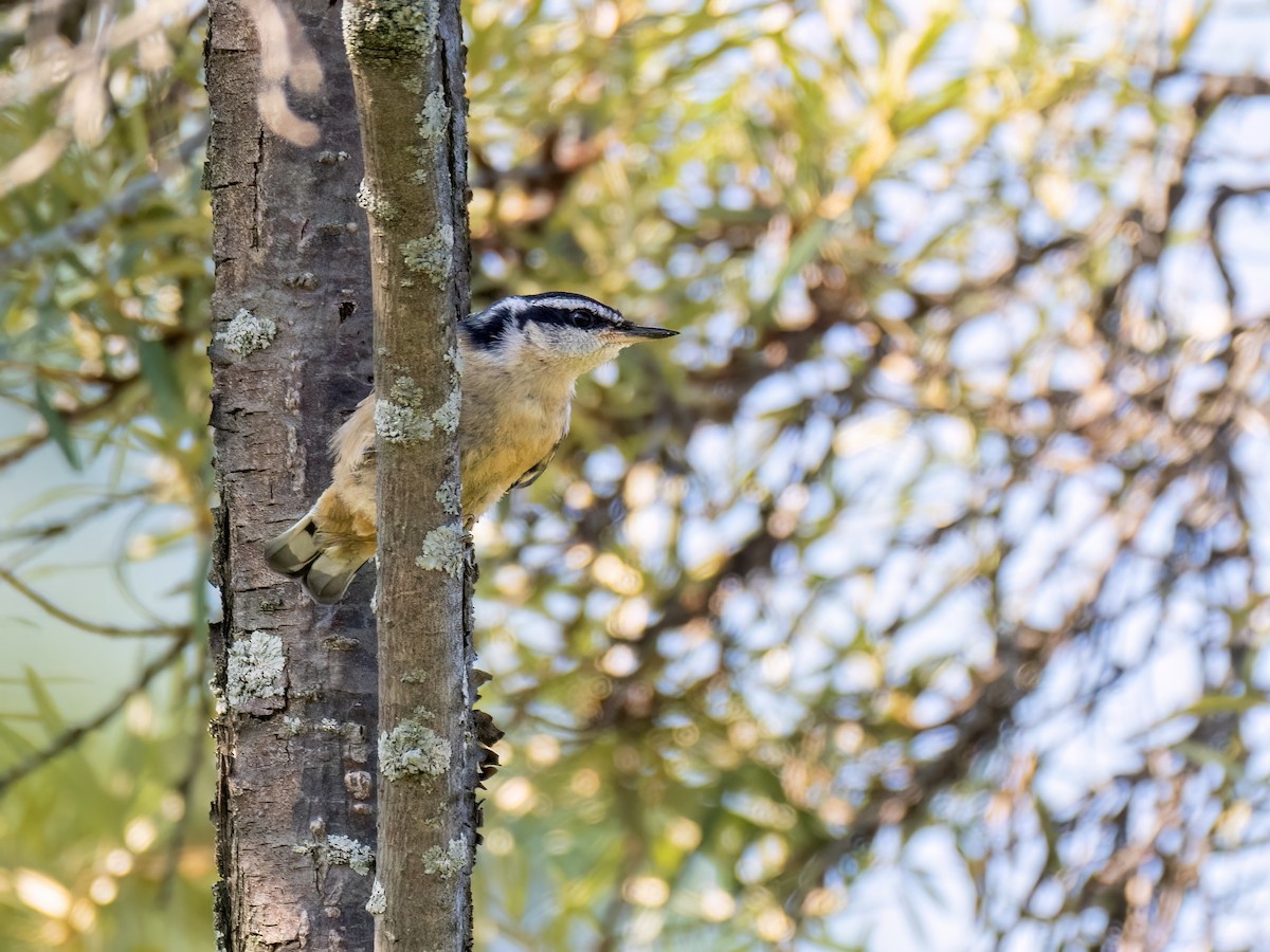 Red-breasted Nuthatch - ML621114656