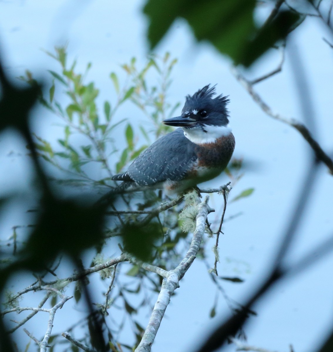 Belted Kingfisher - ML621114732