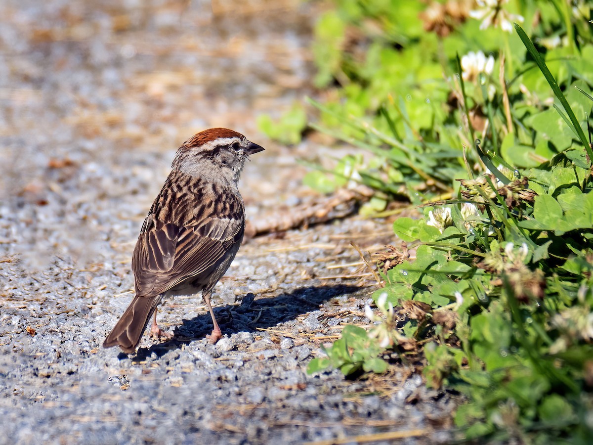 Chipping Sparrow - ML621114742