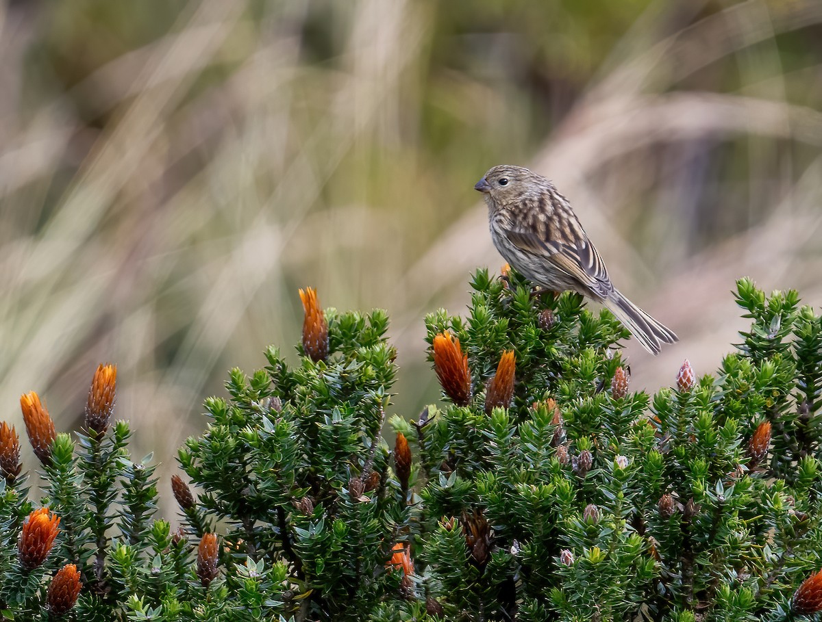 Plain-colored Seedeater - ML621114748