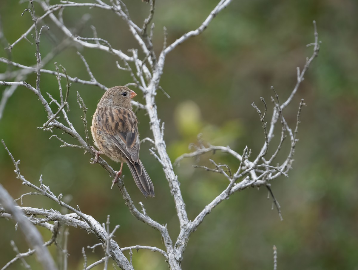 Plain-colored Seedeater - ML621114749