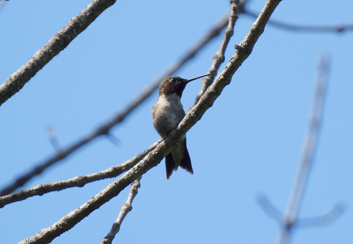 Ruby-throated Hummingbird - ML621114761