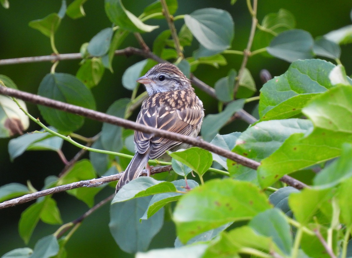 Chipping Sparrow - ML621114775