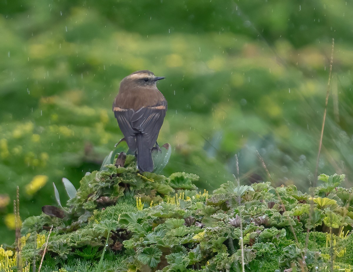 Brown-backed Chat-Tyrant - ML621114828