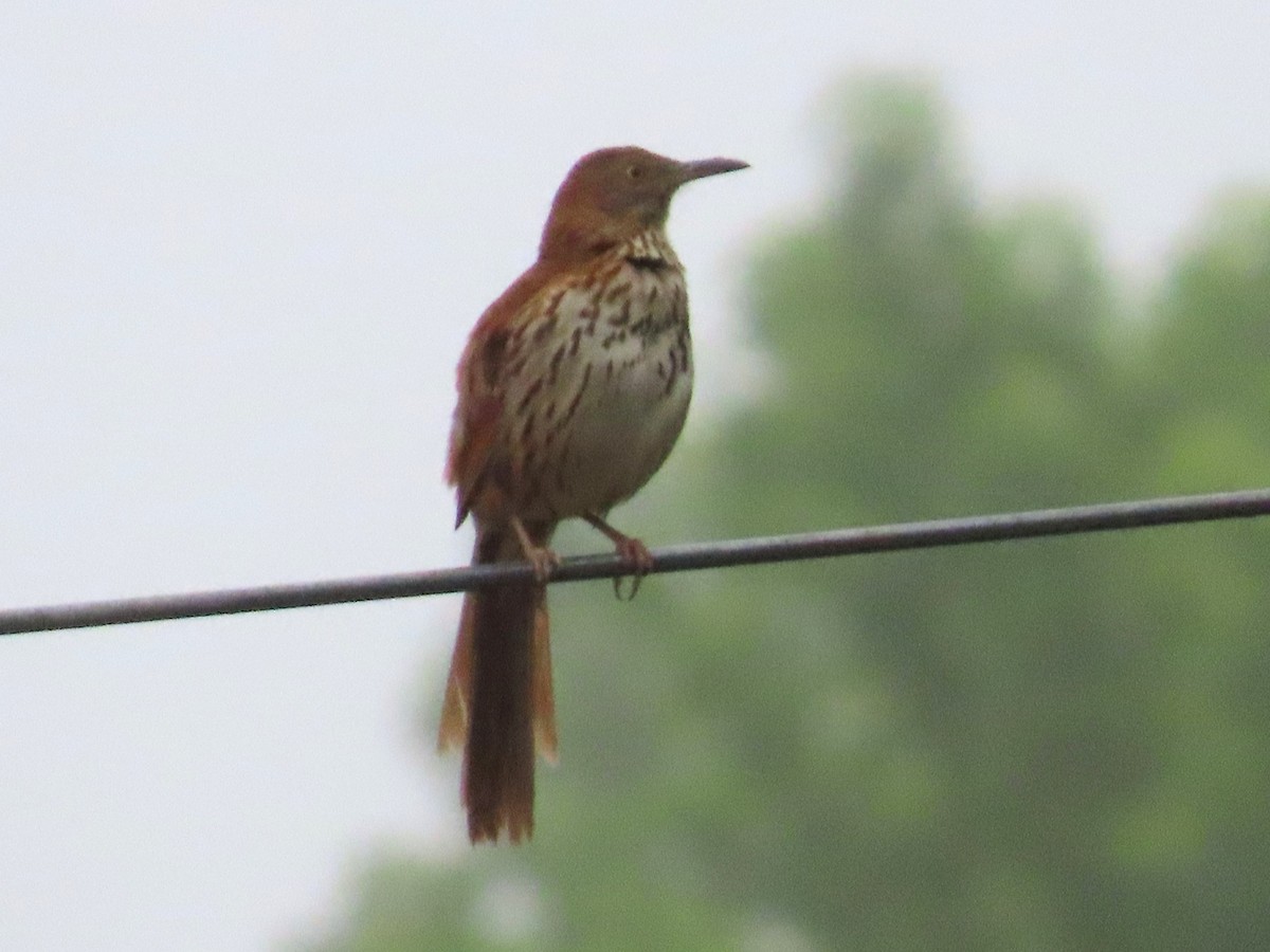 Brown Thrasher - ML621114904