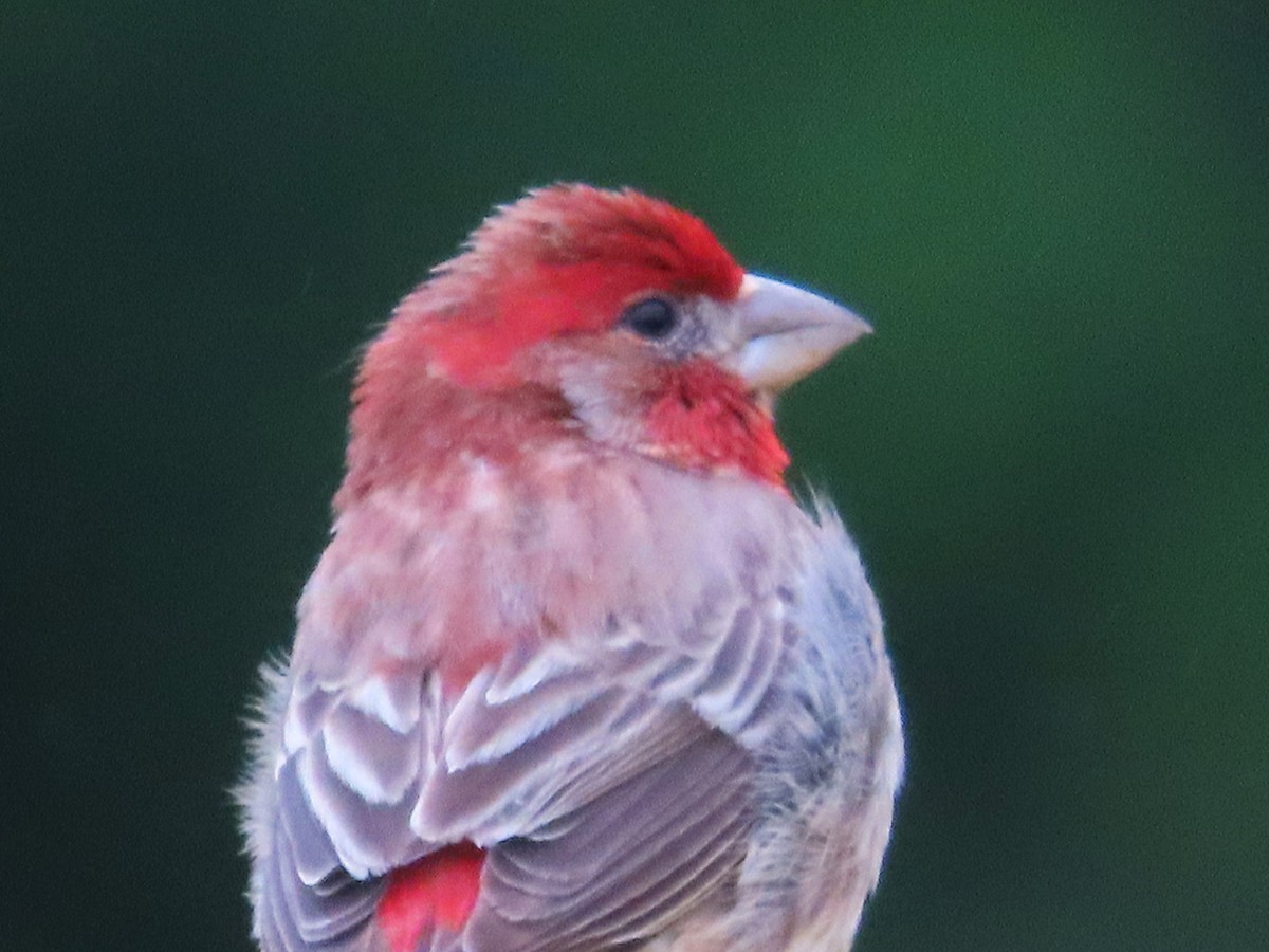 House Finch - ML621114930