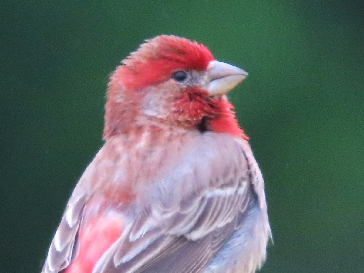 House Finch - ML621114931