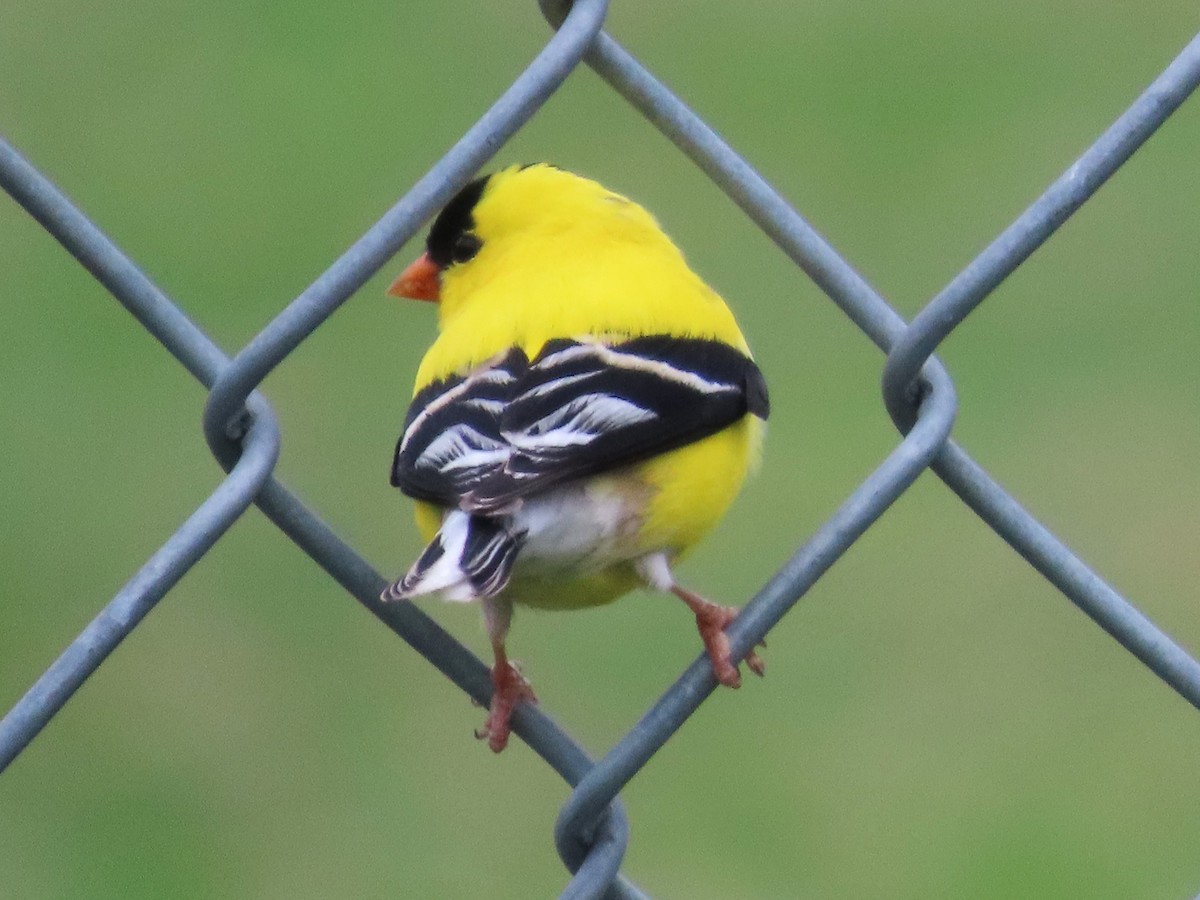 American Goldfinch - ML621114940