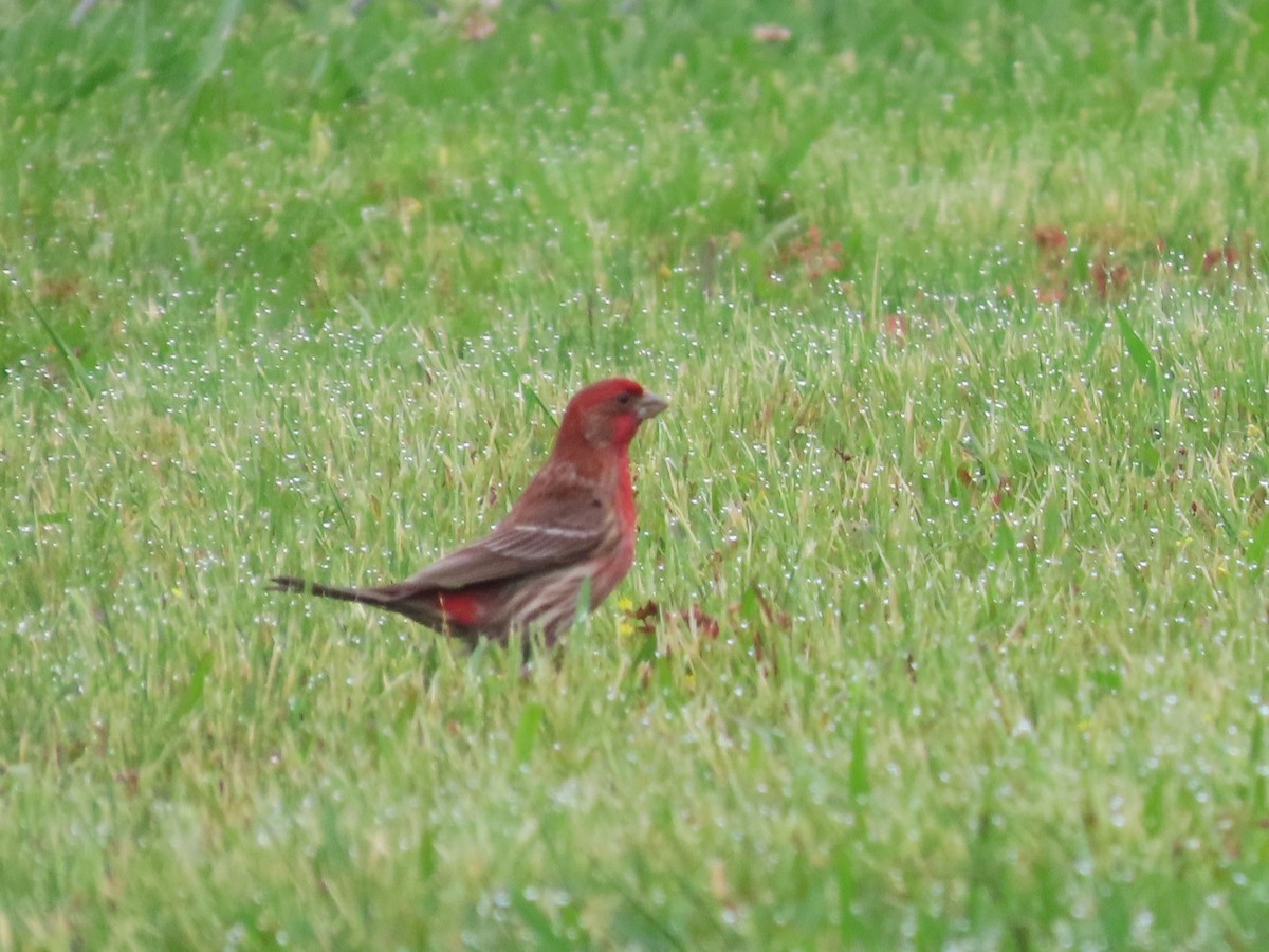 House Finch - ML621114945
