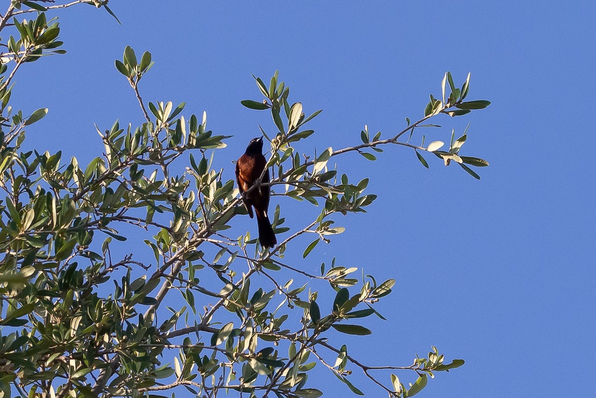 Orchard Oriole - ML621114954
