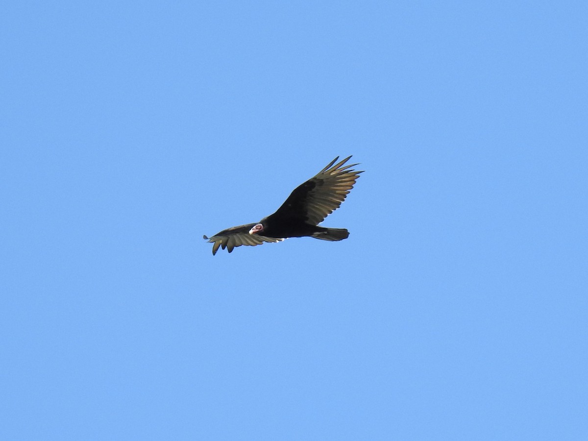 Turkey Vulture - ML621114955