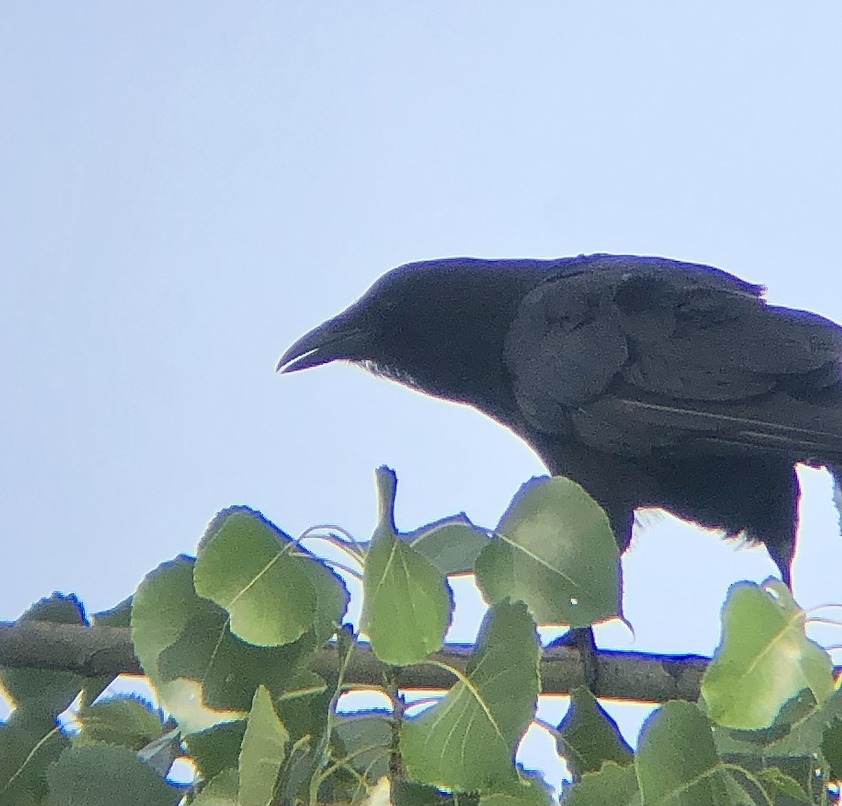 American Crow - ML621114969