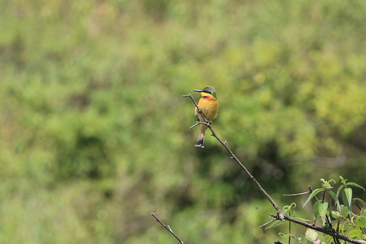 Little Bee-eater - ML621114976