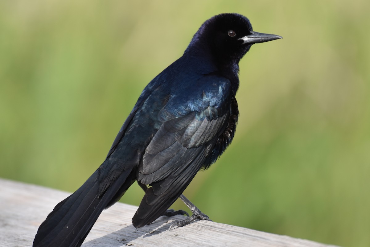 Boat-tailed Grackle - Laura  Wolf