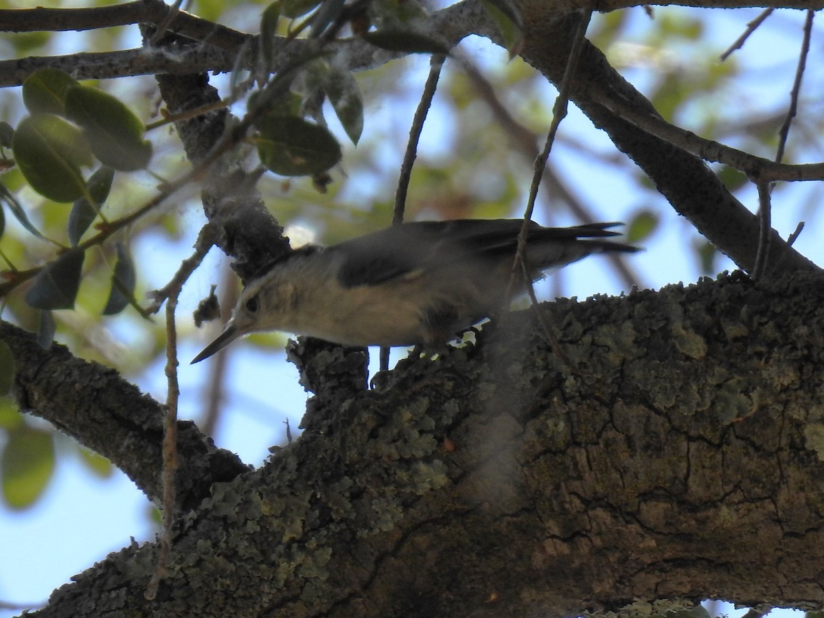 White-breasted Nuthatch - ML621115011