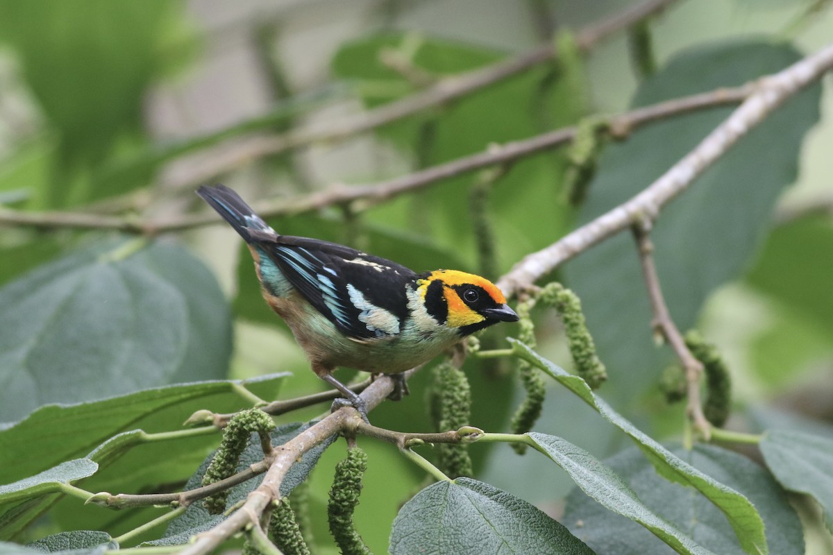 Flame-faced Tanager (Yellow-faced) - ML621115038
