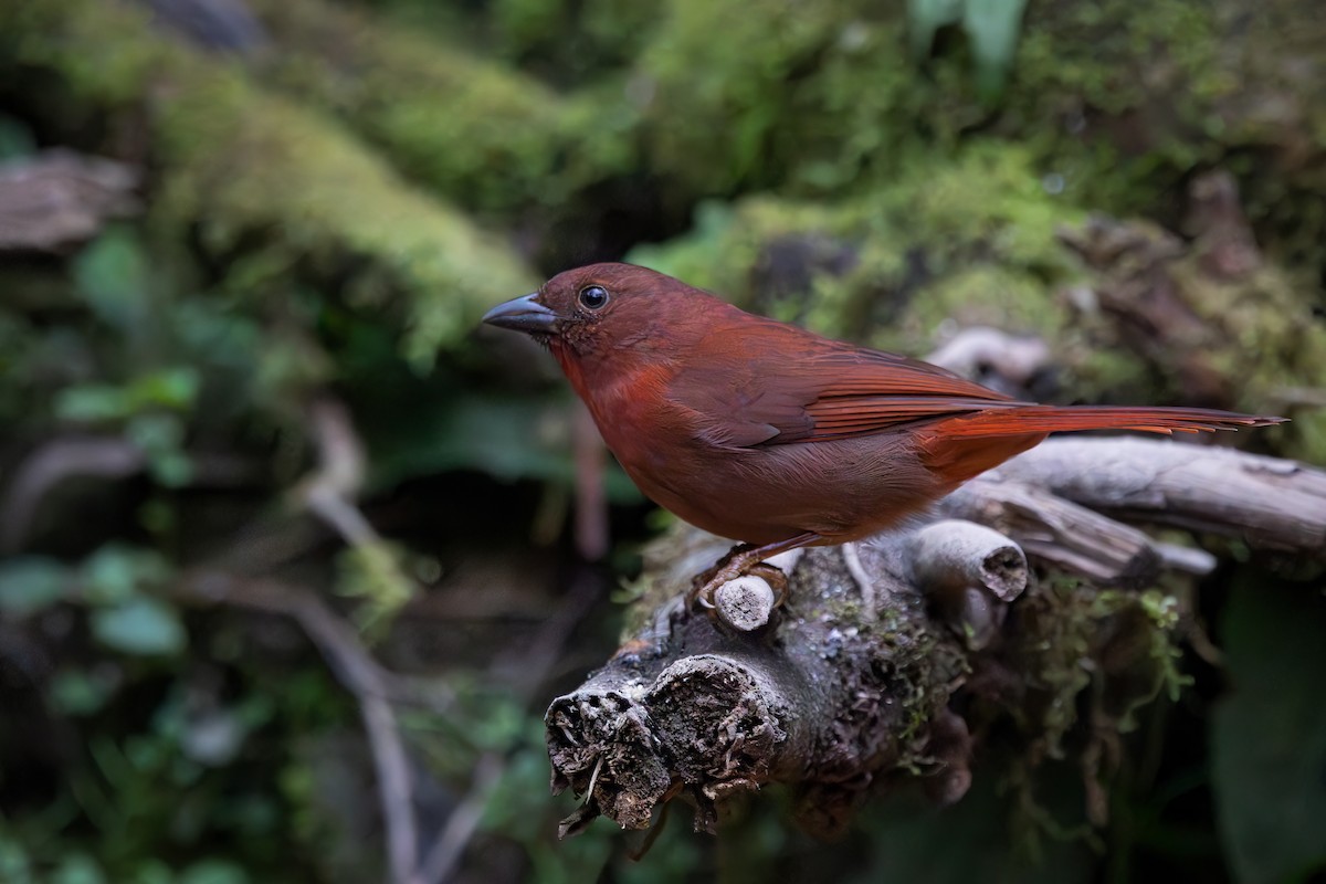 Red-crowned Ant-Tanager - ML621115063