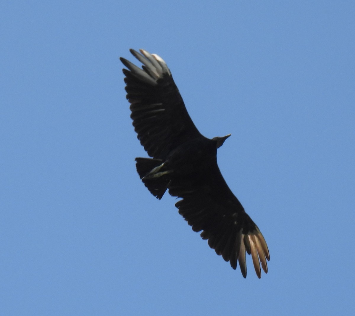 Black Vulture - ML621115064