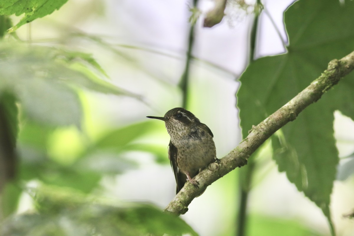 Speckled Hummingbird (maculata) - ML621115065