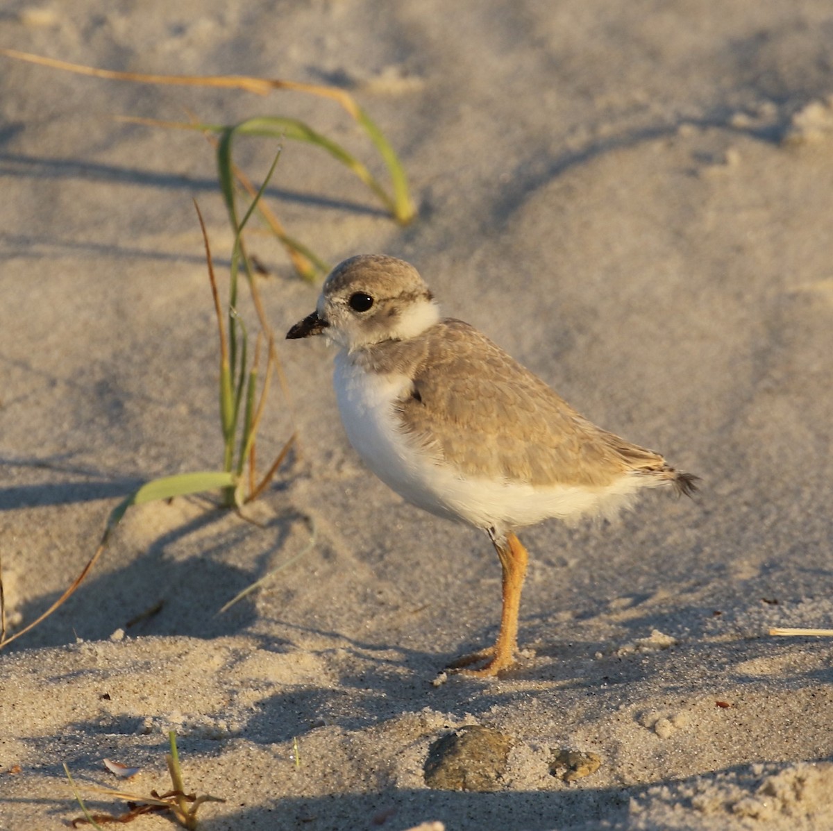 Piping Plover - ML621115069