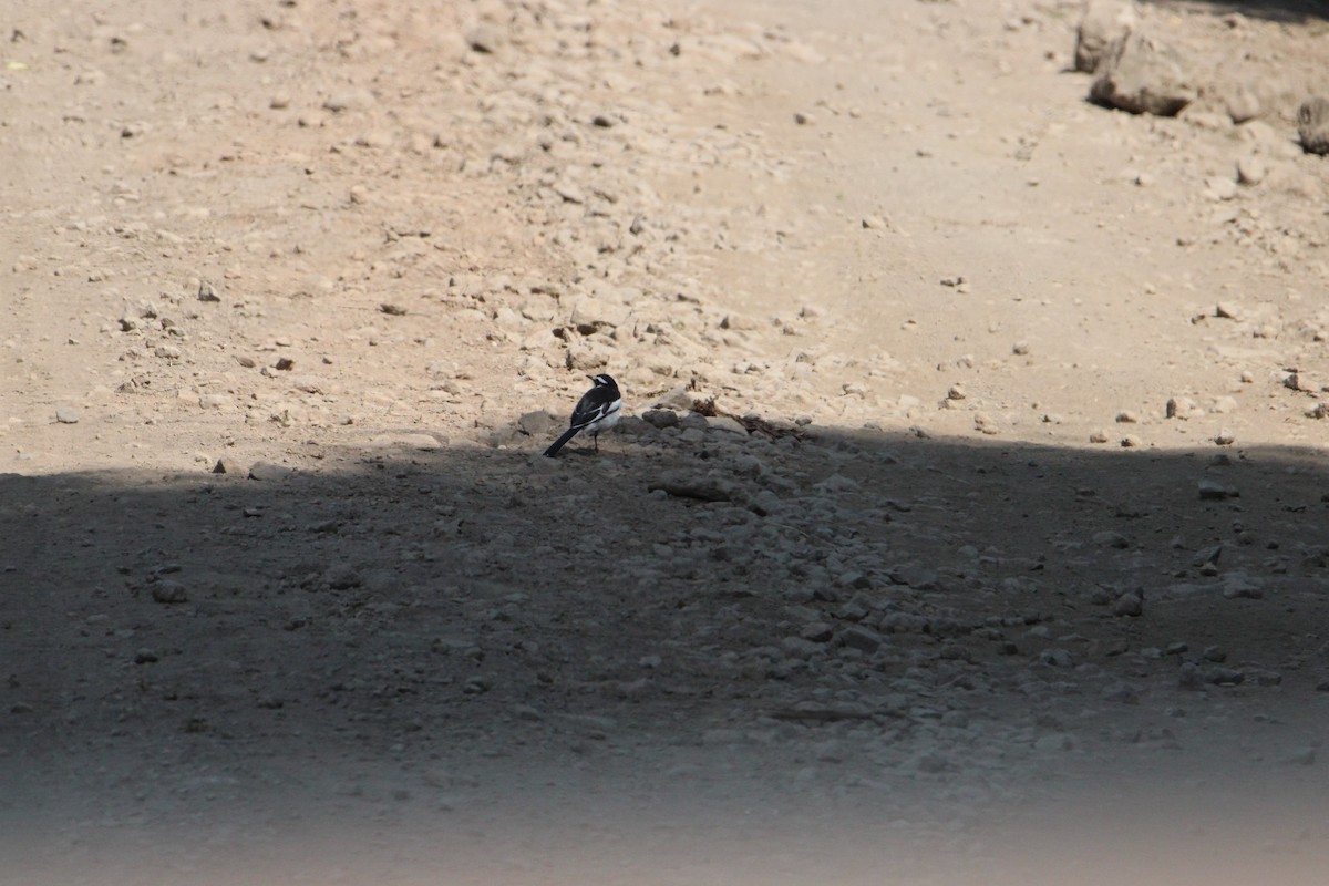 African Pied Wagtail - ML621115074