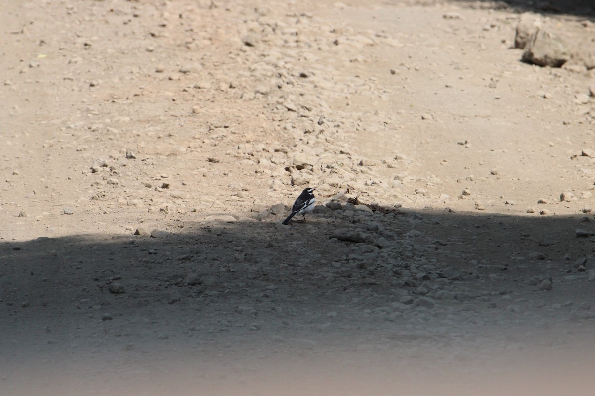 African Pied Wagtail - ML621115092