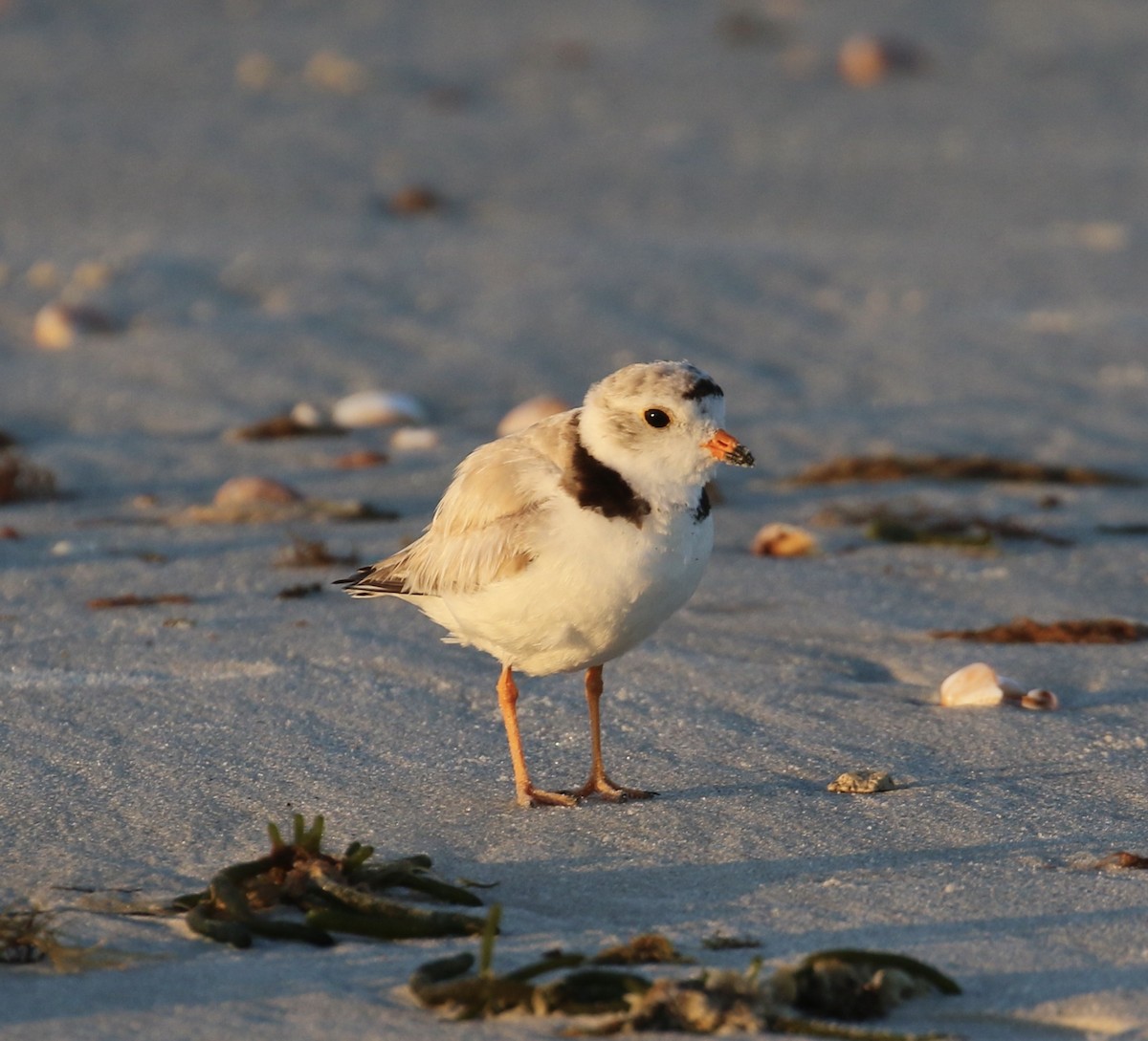 Piping Plover - ML621115096