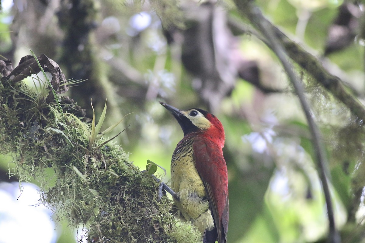 Crimson-mantled Woodpecker (Crimson-mantled) - ML621115148
