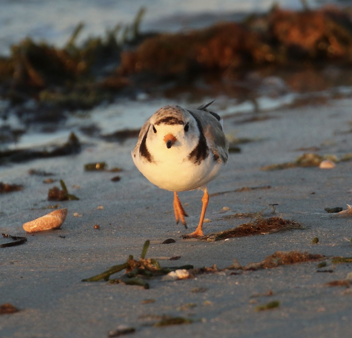 Piping Plover - ML621115161