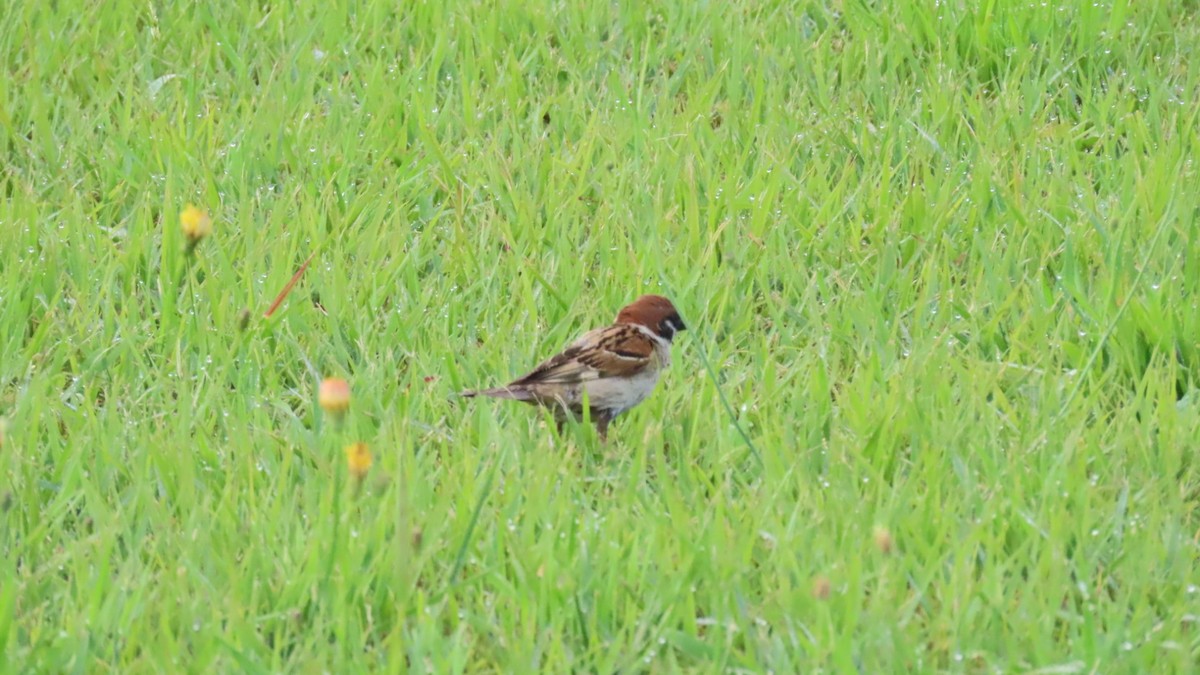 Eurasian Tree Sparrow - ML621115239