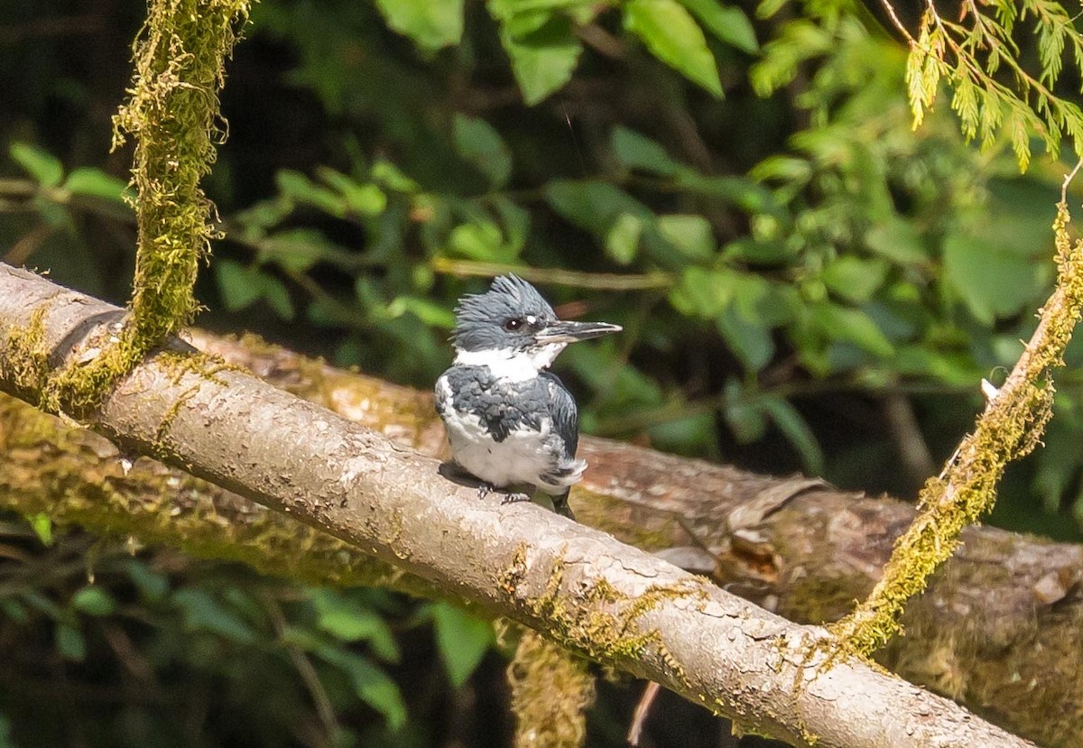 Belted Kingfisher - ML621115241