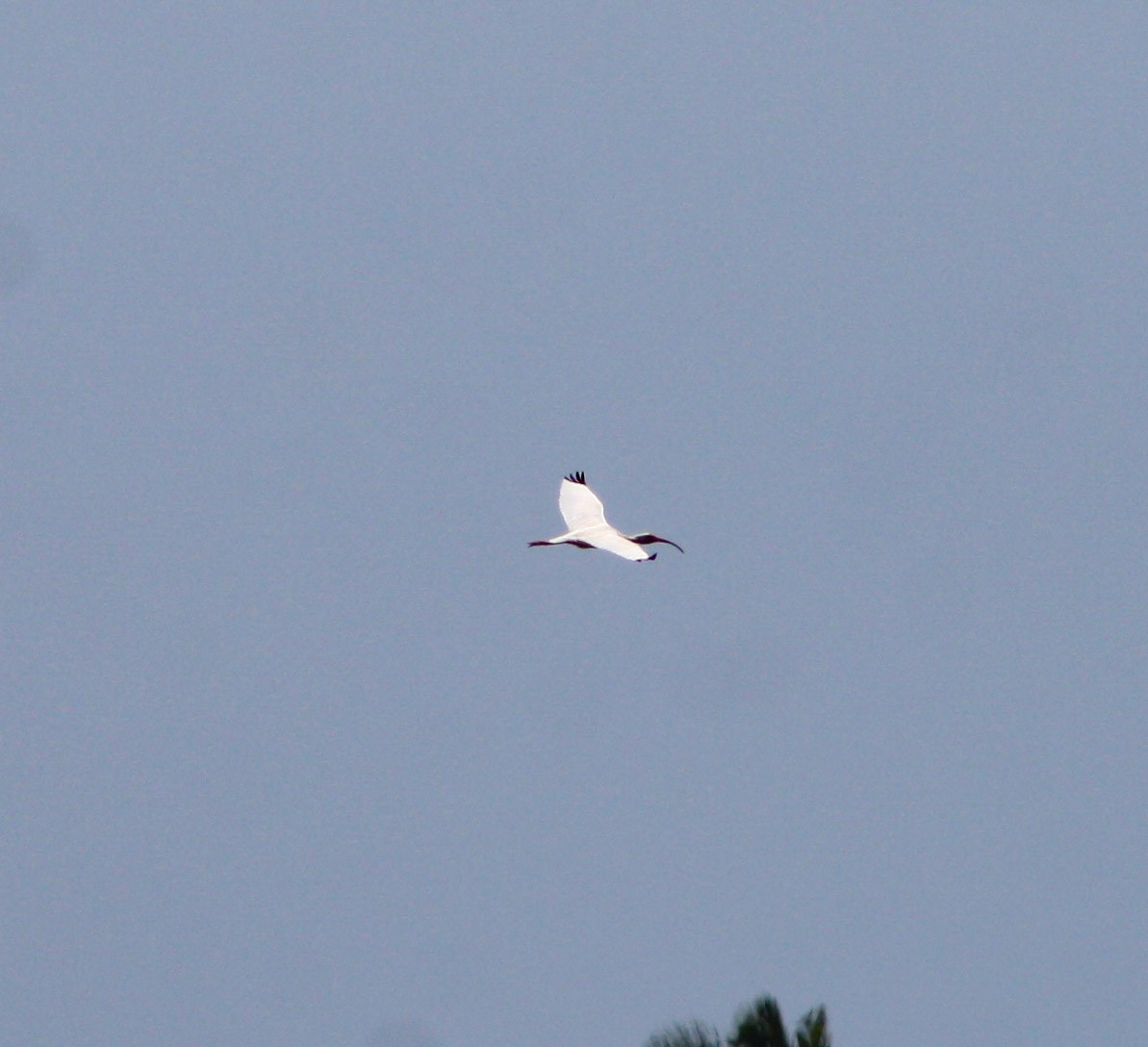 Ibis blanc - ML621115319