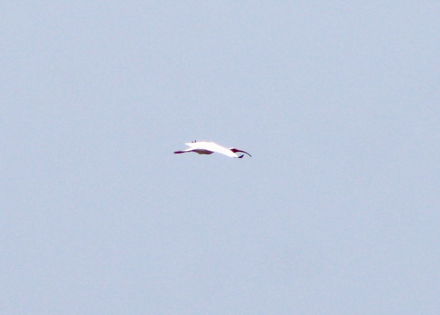 ibis bílý - ML621115320
