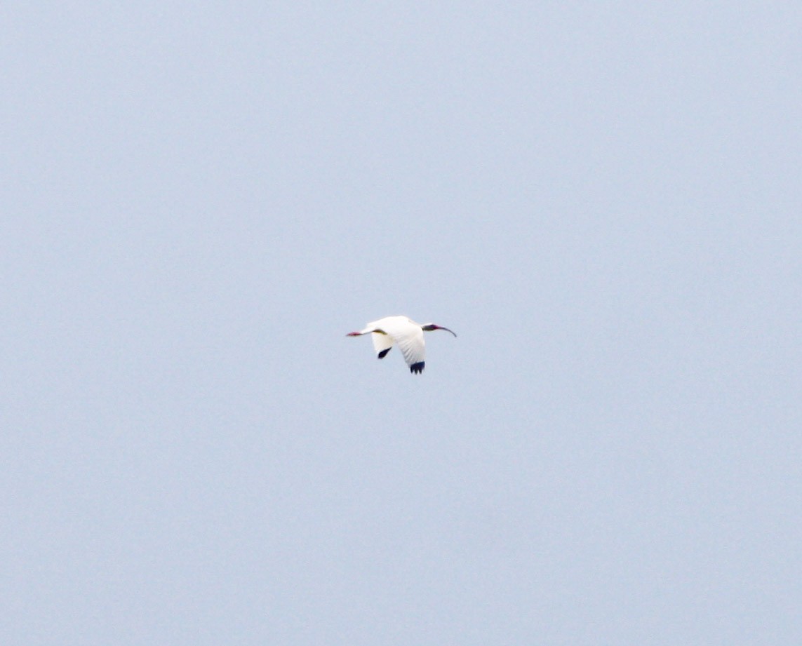 Ibis blanc - ML621115321