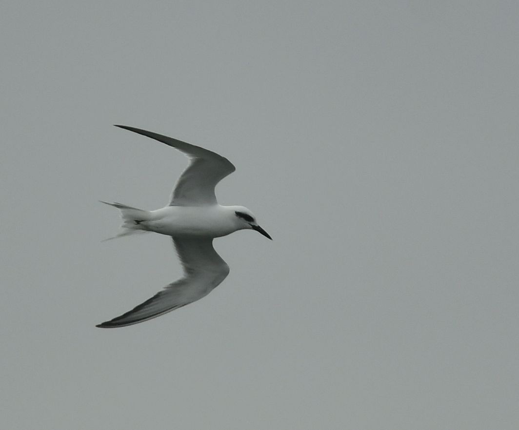 Snowy-crowned Tern - ML621115328