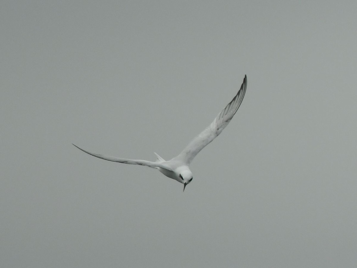 Snowy-crowned Tern - ML621115329