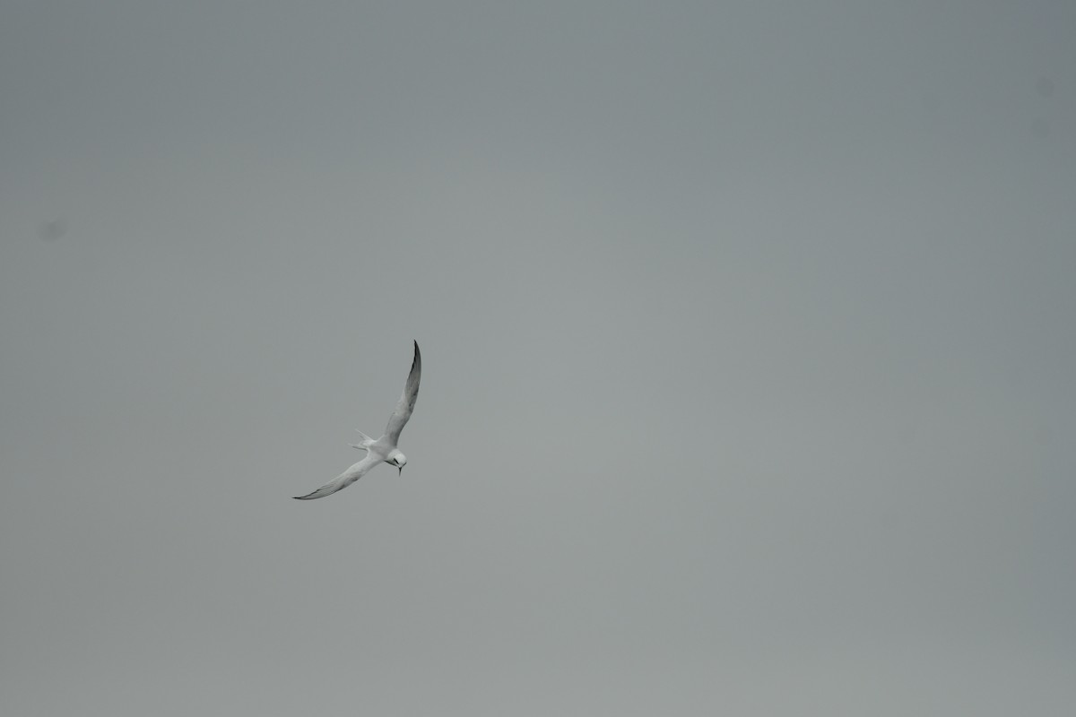 Snowy-crowned Tern - ML621115333
