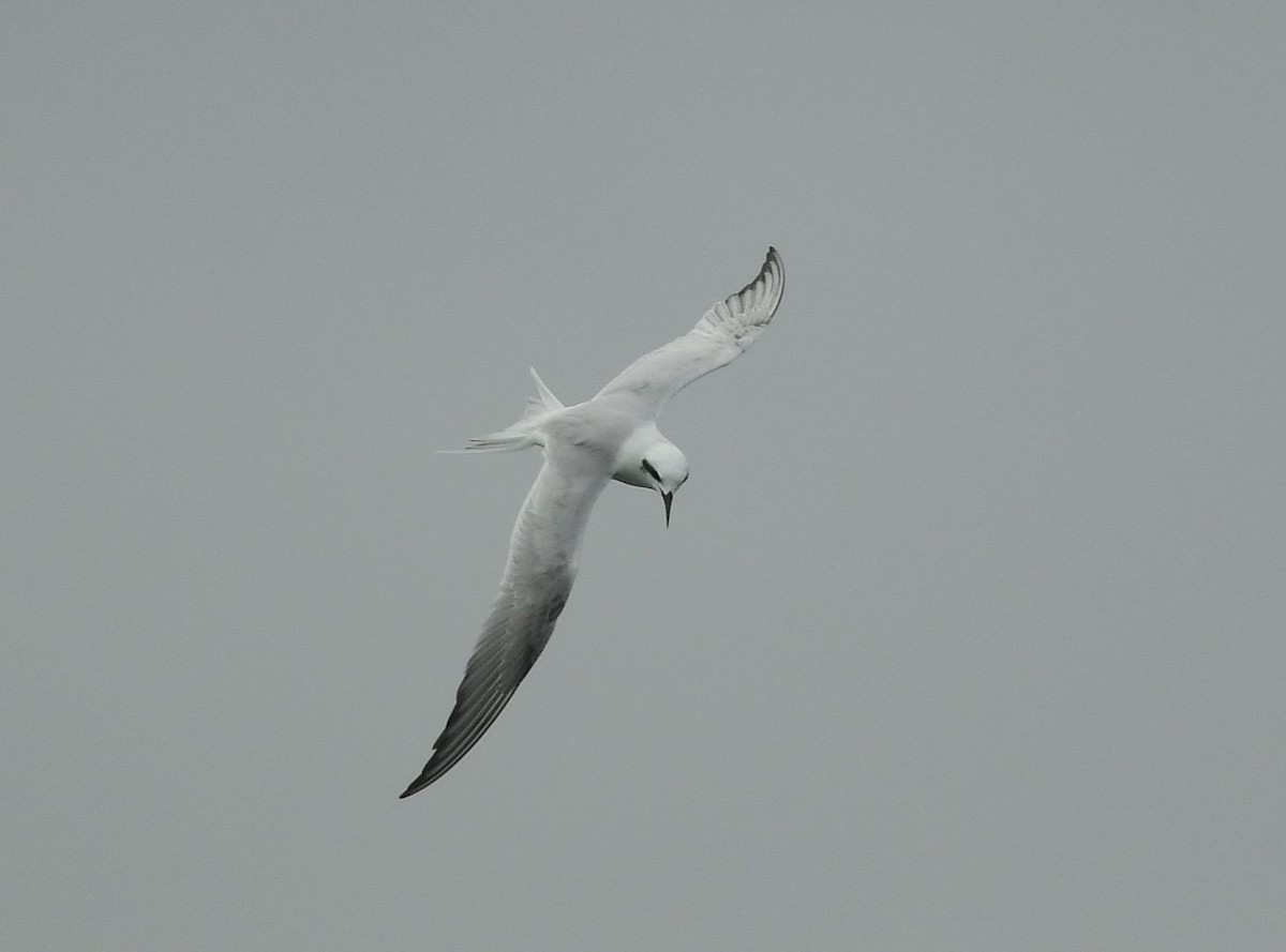 Snowy-crowned Tern - ML621115335