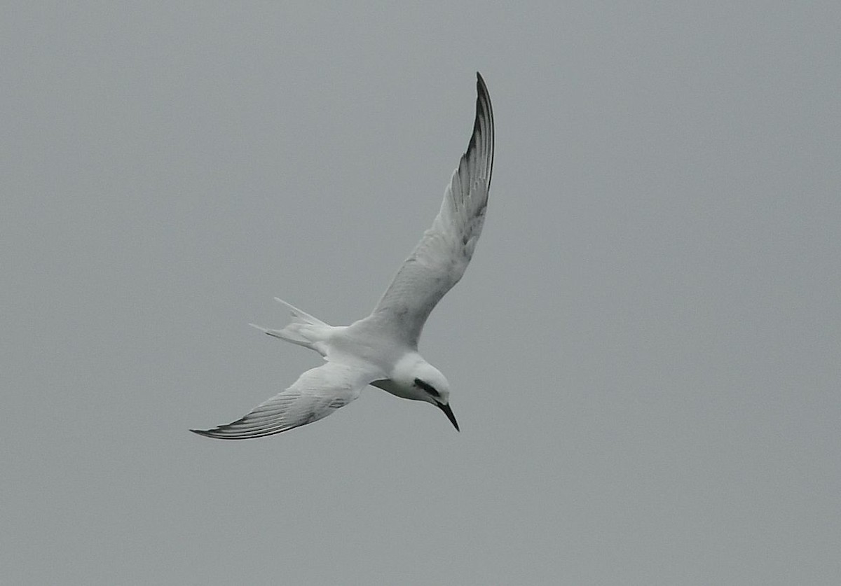Snowy-crowned Tern - ML621115336