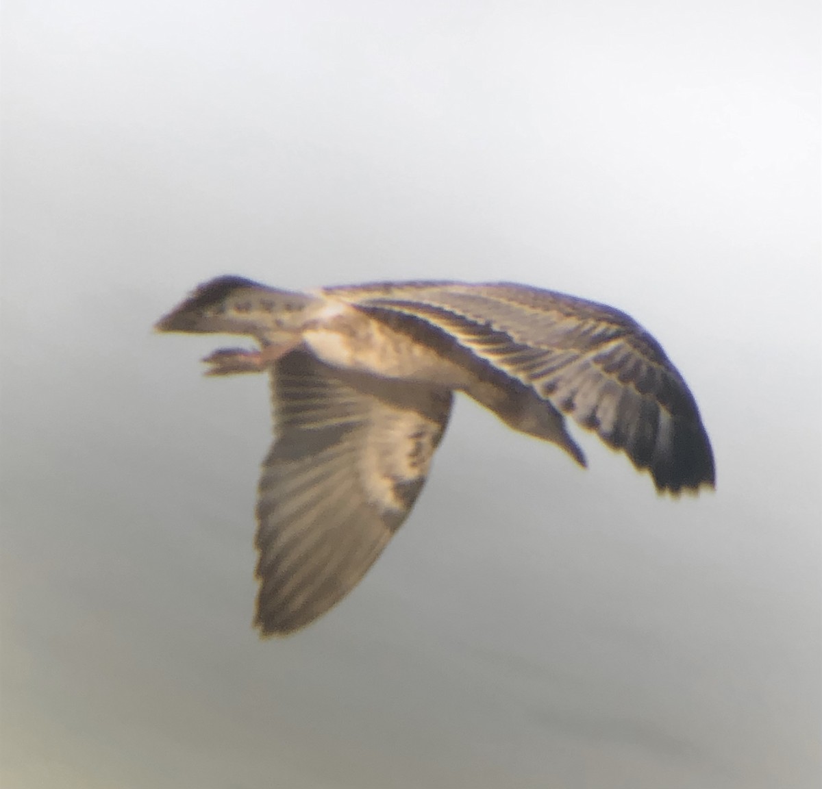 Делавэрская чайка - ML621115338