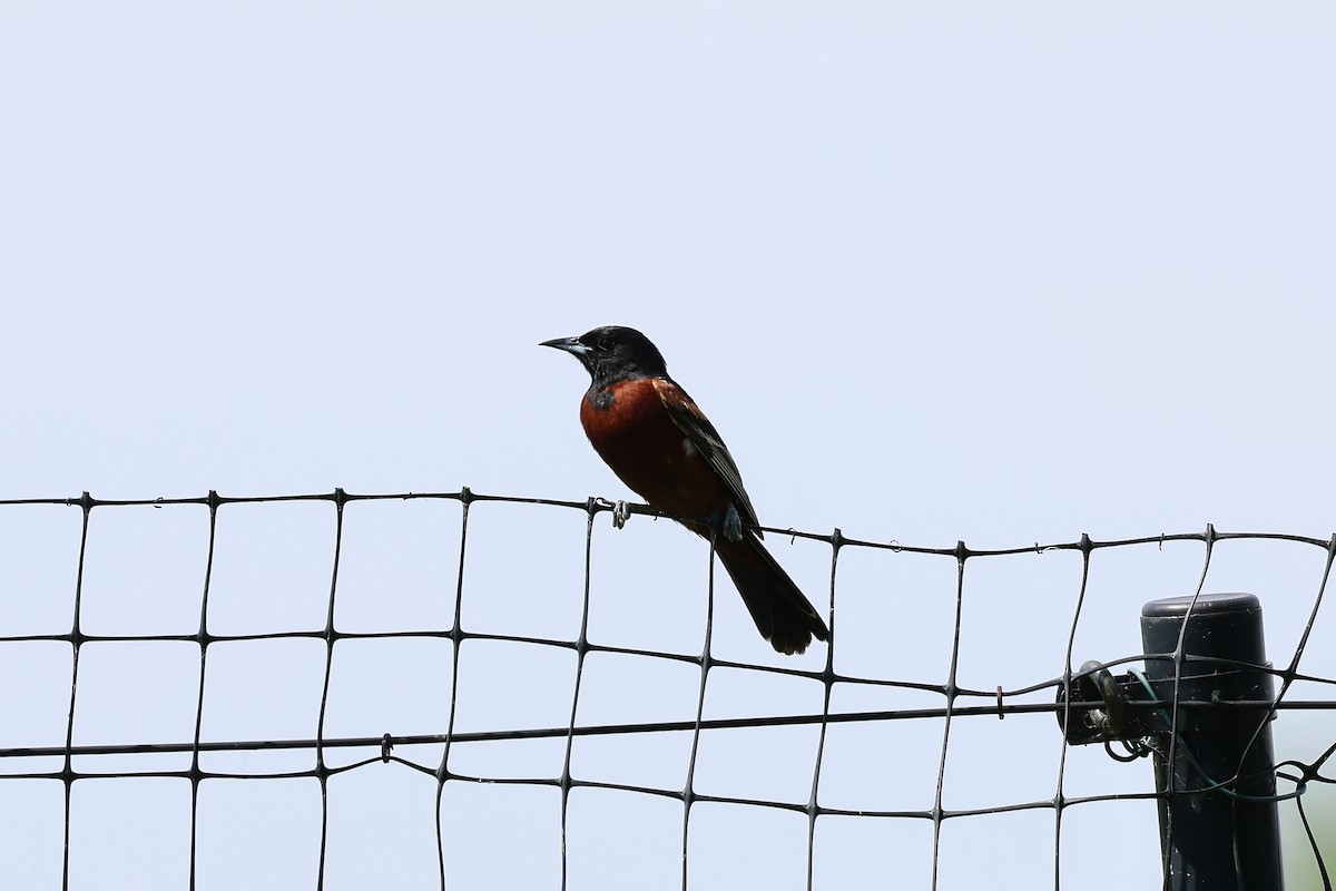 Orchard Oriole - ML621115339