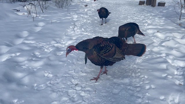 Wild Turkey - ML621115350