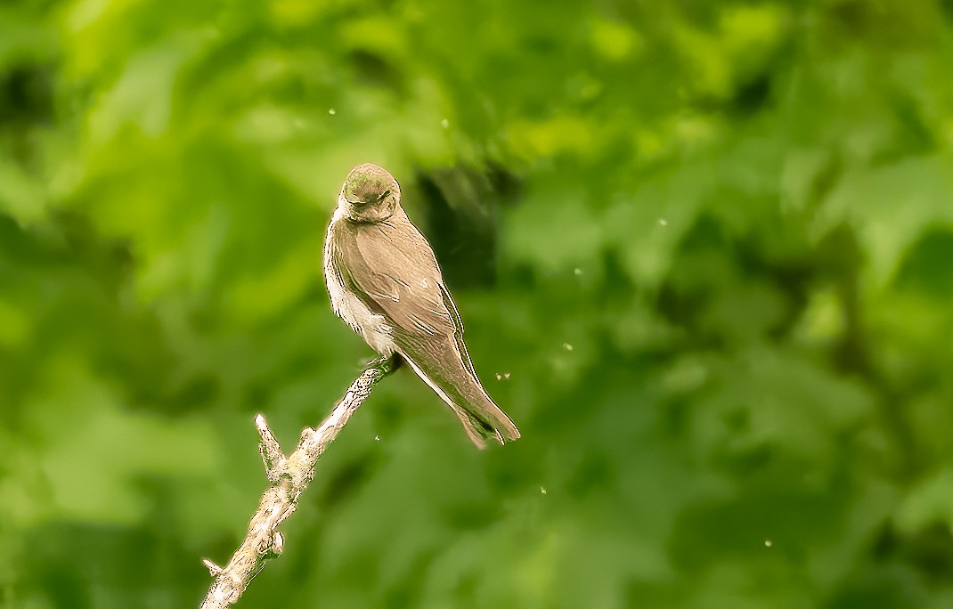 Northern Rough-winged Swallow - ML621115359