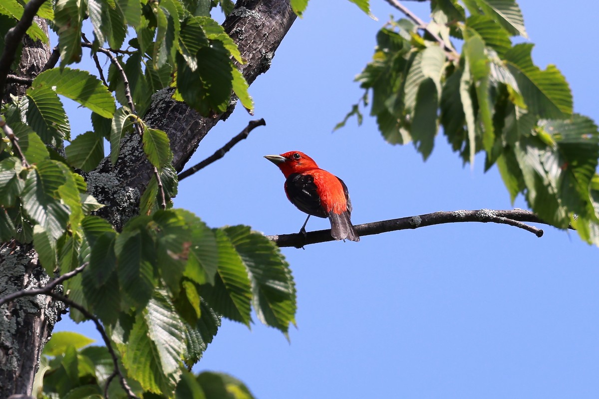 Scarlet Tanager - ML621115360