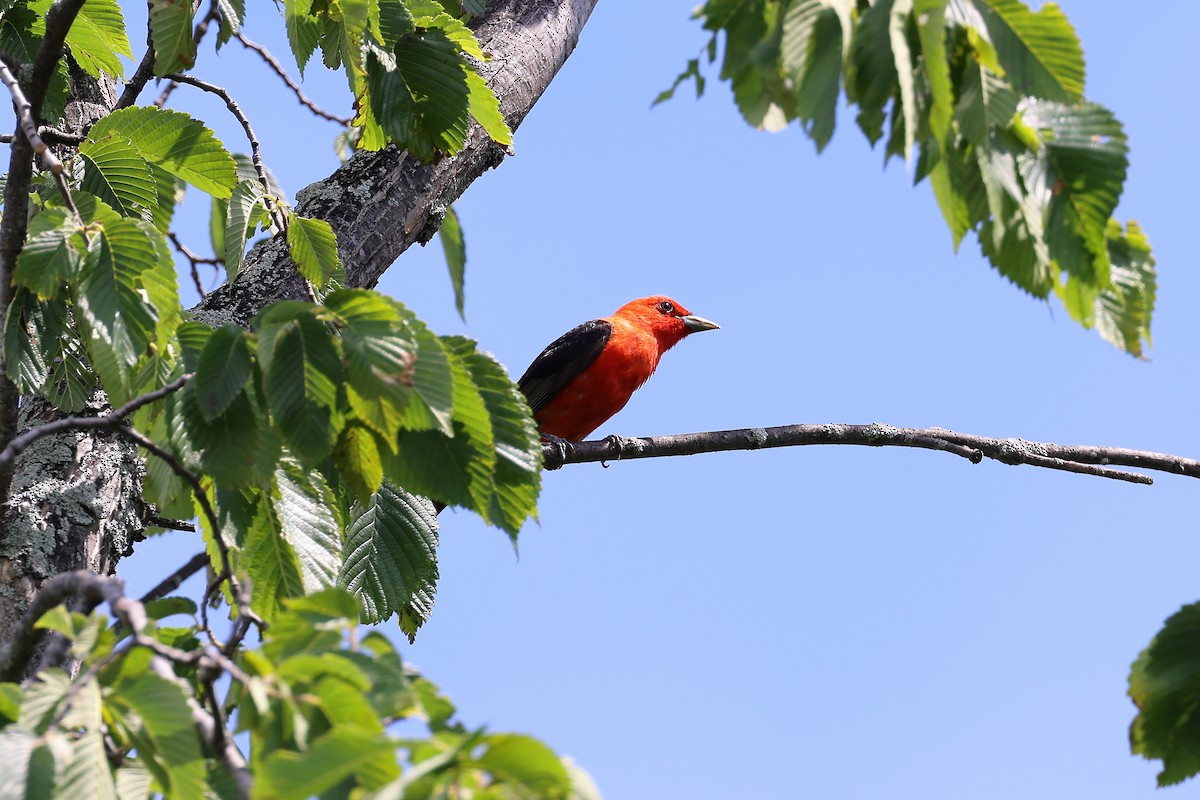 Scarlet Tanager - ML621115361