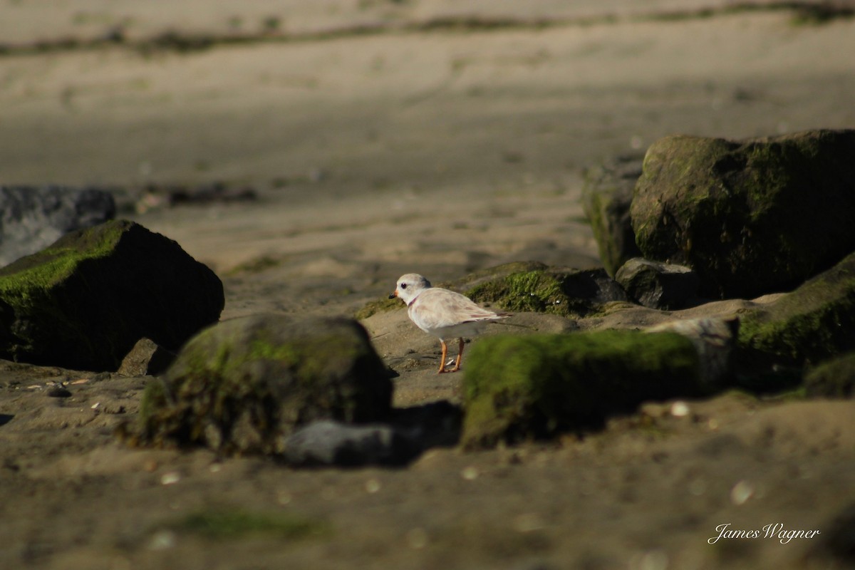 Piping Plover - ML621115362