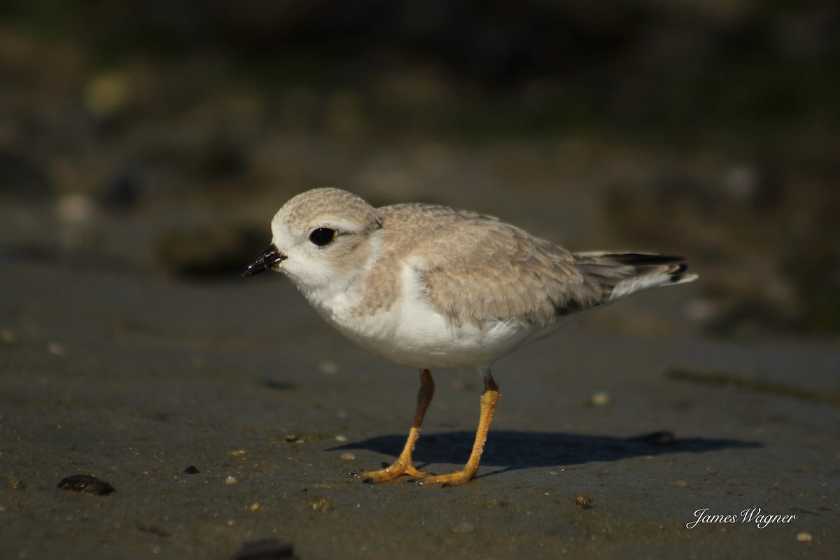 Piping Plover - ML621115363